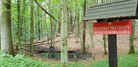 Wędrówki w Rezerwacie Bursztynowa Góra